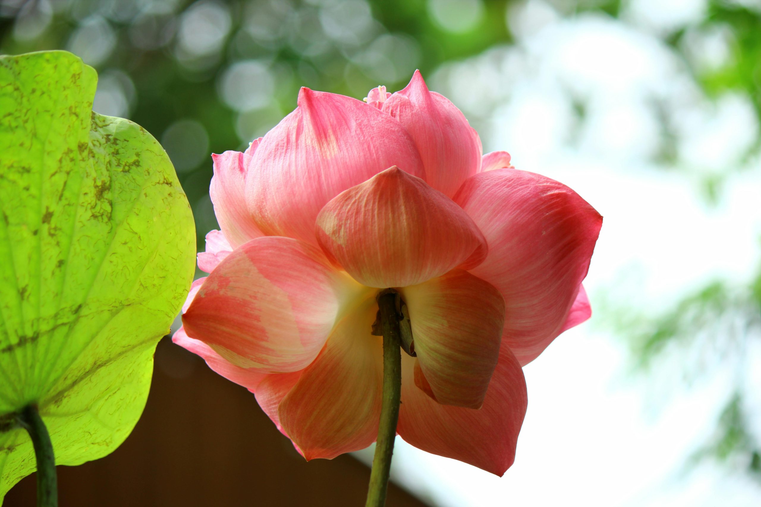 Urejanje vrta za začetnike: kje začeti?